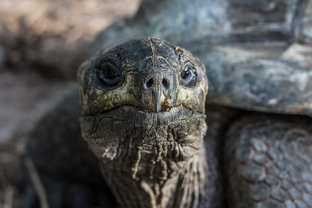Seychellen-Riesenschildkröte