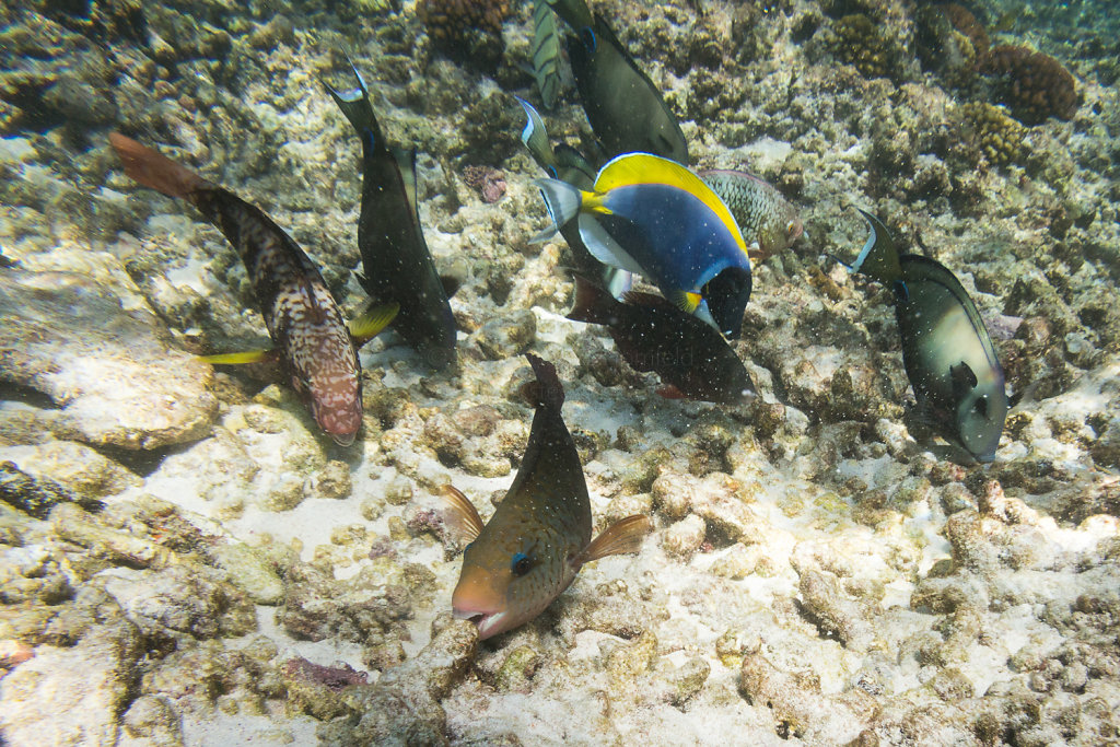 Fressende Fische vor Coco Island (Kugelkopf-Papageifisch, Weißkehl-Doktorfisch, Gitter-Doktorfisch, Blauring-Doktorfisch)