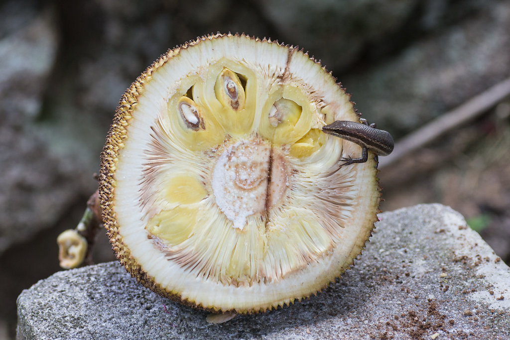 Jackfruit mit Eidechse (Gewürzgarten, Mahé)