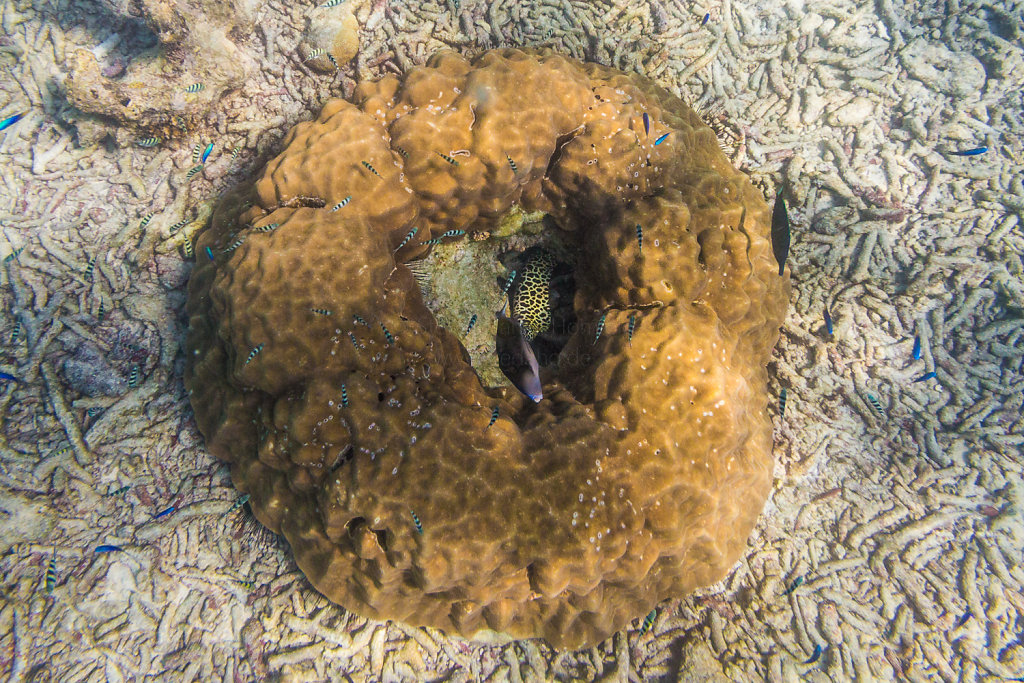 Koralle mit Leoparden-Muräne und Fischen vor St. Pierre
