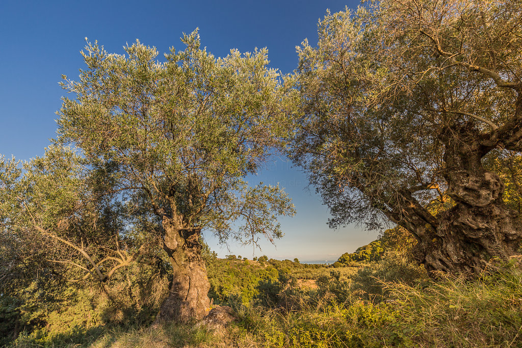 Uralte Olivenbäume